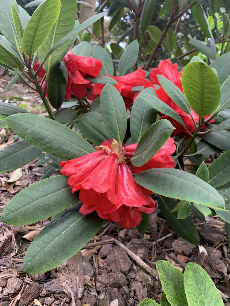 R. elliottii (ex Pukeiti form)